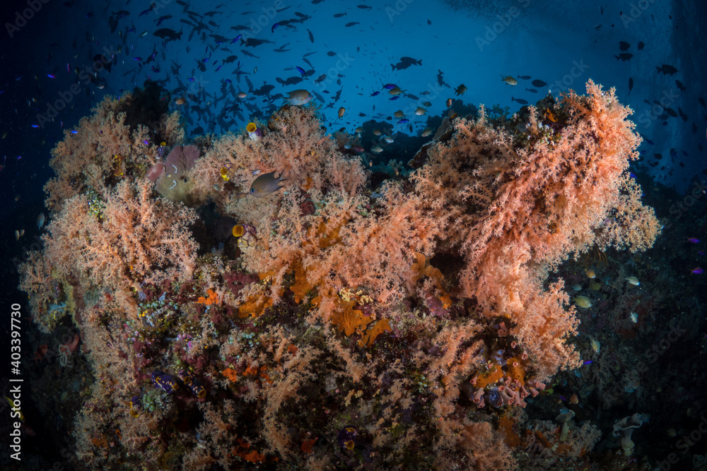 Fototapeta premium Colorful corals on shallow coral reef in tropical weaters