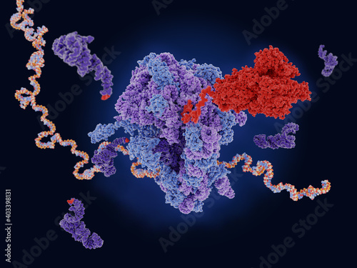 The COVID-19  vaccine mRNA is translated by a ribosome into the viral spike protein  photo