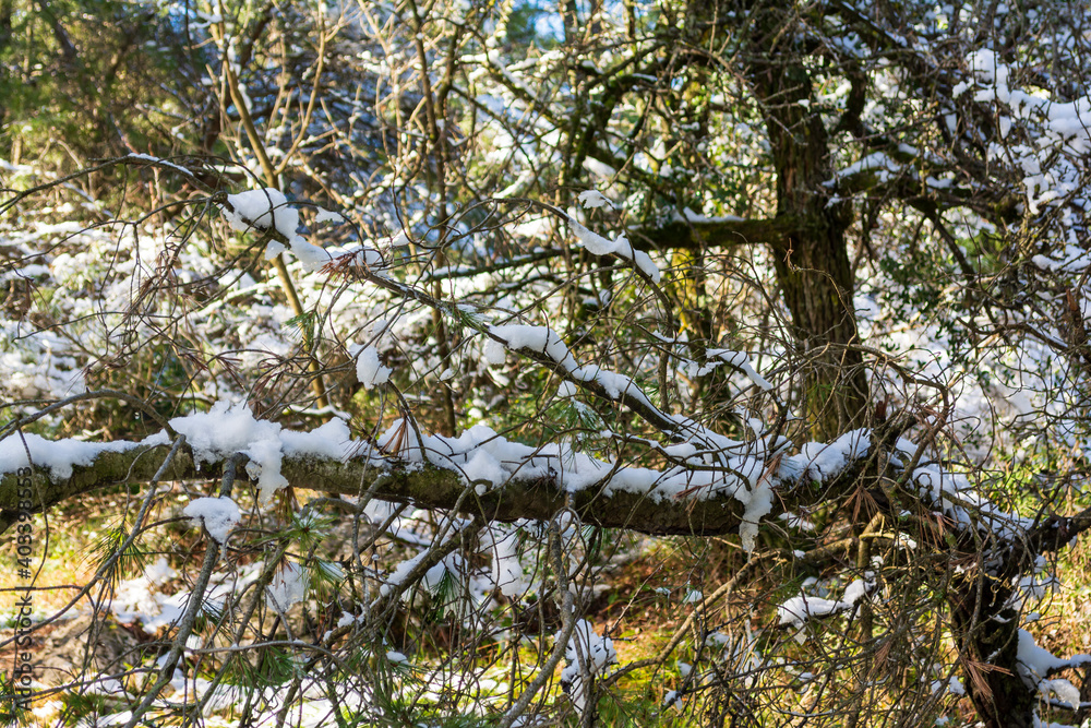 Close-up of a tree covered with snow Close-up of a tree covered with snow