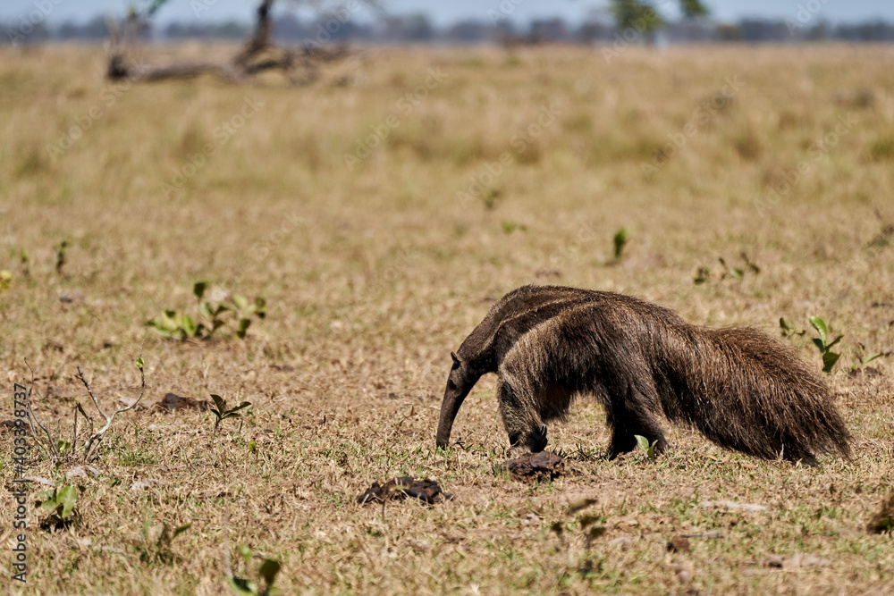giant anteater walking over a meadow of a farm in the southern Pantanal. Myrmecophaga tridactyla, also ant bear, is an insectivorous mammal native to Central and South America. giant anteater walking over a meadow of a farm in the southern Pantanal. Myrmecophaga tridactyla, also ant bear, is an insectivorous mammal native to Central and South America.