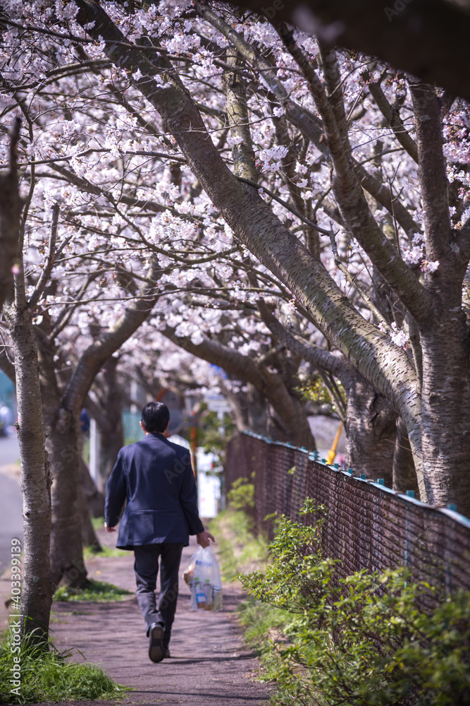 桜のアーチ　春の花見イメージ