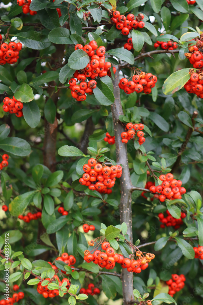 Close-up of Pyracantha hedge with beautiful ripe red berries in the garden