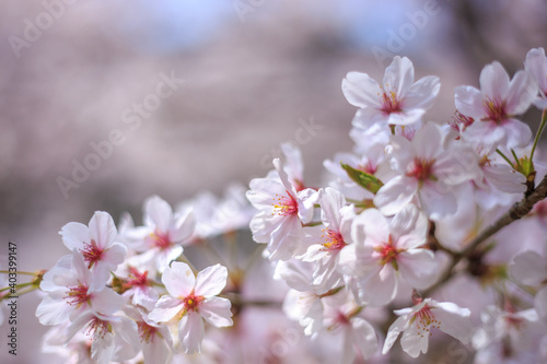 桜の花　春のイメージ © TOMO