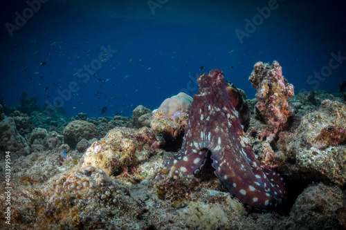 Pair of octopus mating on coral reef