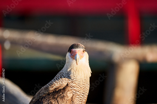 The southern crested caracara, Caracara plancus, also southern caracara or carancho is a bird of prey in the family Falconidae. Pantanal, Cuiaba River, Brazil, South America