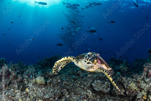 Hawksbill turtle and barracuda swimming above coral reef