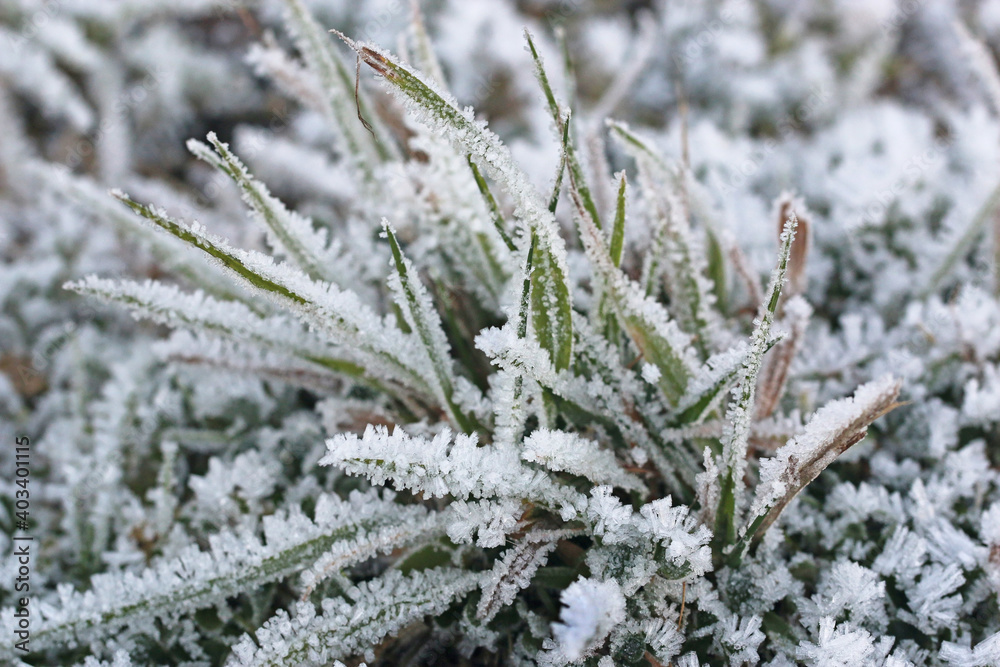 Frost on a plant in winter