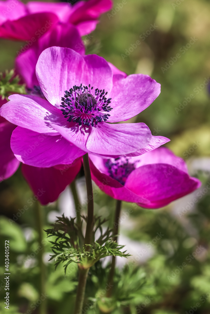 アネモネの花 春のイメージ アネモネの花 春のイメージ