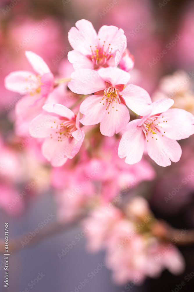 Obraz premium 桜の花 春のイメージ