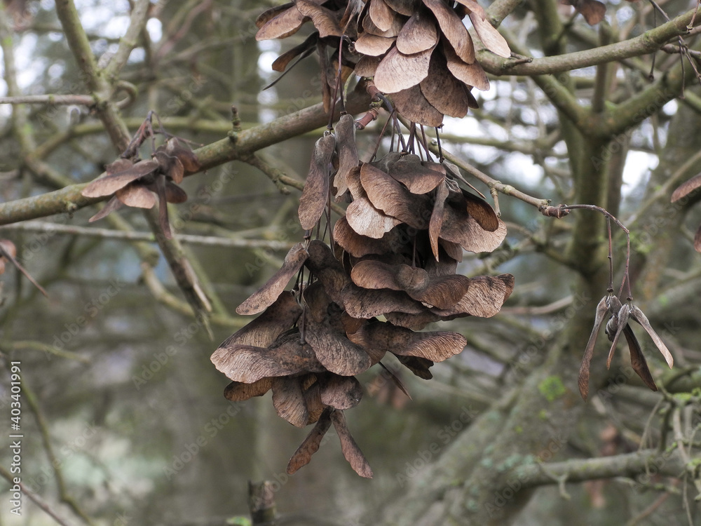 faded pine cones on the tree in winter faded pine cones on the tree in winter