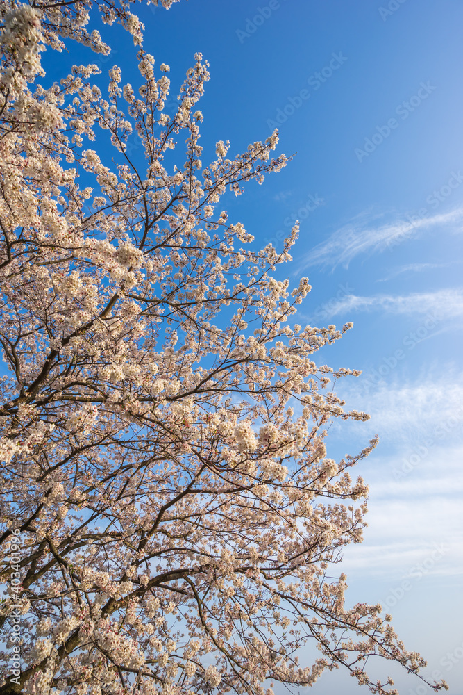 桜の花　春のイメージ