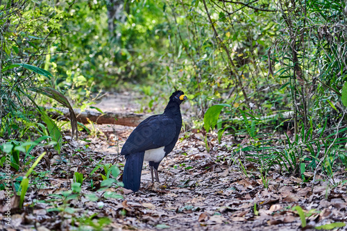 bare faced curassow, Crax fasciolata, a large bird with small crest from the family Cracidae, chachalacas, guans. Found in Brazil, Paraguay, and Bolivia. Panatanal, Mato Grosso, South America photo