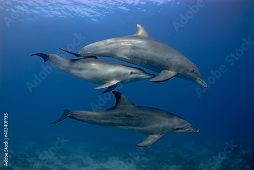 Group of 3 dolphins (tursiops aduncus) swimming in the open sea
