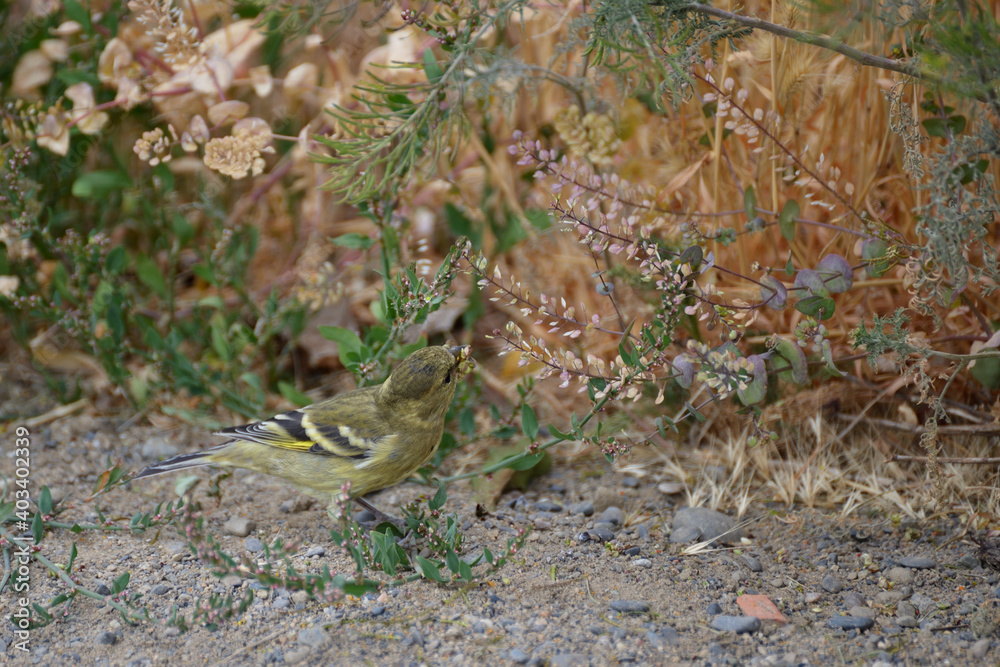 Female Hooded siskin eating seeds Female Hooded siskin eating seeds