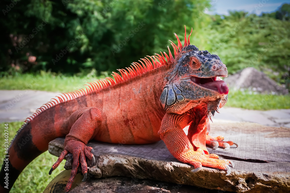 Obraz premium iguana on the tree