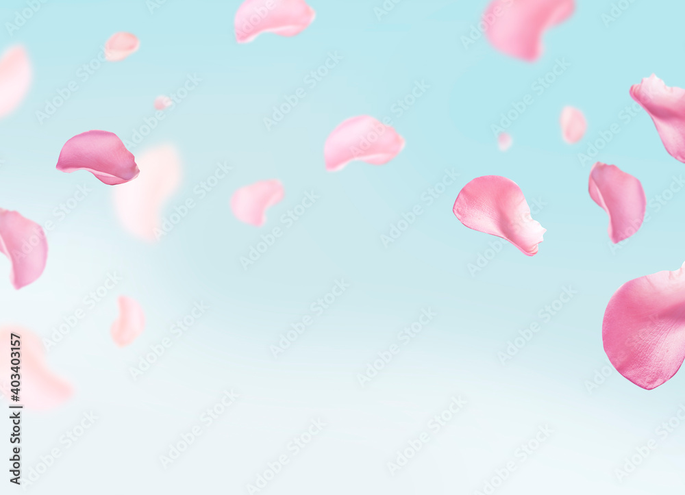 background of pink roses petal fly