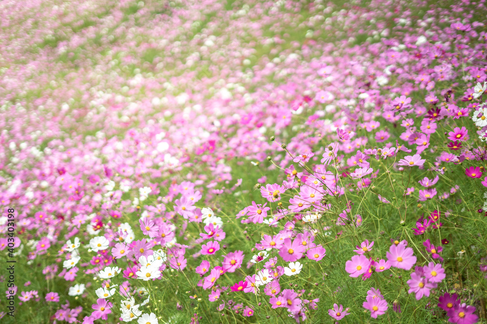 コスモスの花 秋のイメージ コスモスの花 秋のイメージ