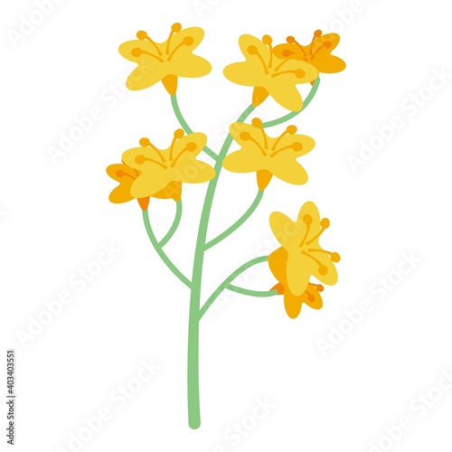 Canola plant icon. Isometric of canola plant vector icon for web design isolated on white background