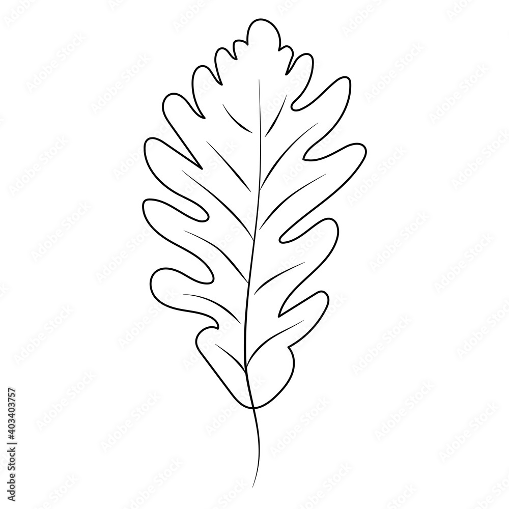 Oak leaf on a white background. Doodle style. Spring and autumn vector illustration.
