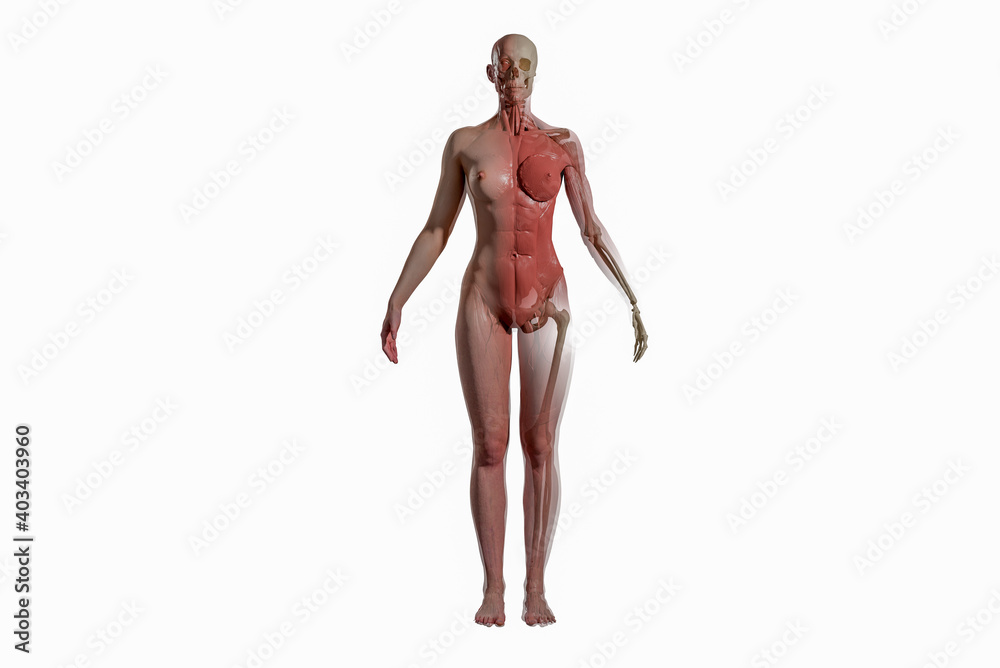 Super high resolution 3D render of female anatomy. Three part break away views. First section is the skin, second is muscle, third section is skeleton. Super high resolution 3D render of female anatomy. Three part break away views. First section is the skin, second is muscle, third section is skeleton.