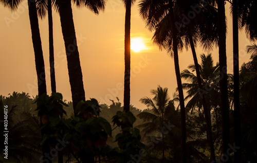 Beautiful view of the sunrise view in-between the coconut trees  Pollachi  Tamil Nadu  India