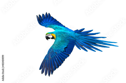 Beautiful bird flying , Blue and gold macaw flying isolated on white background