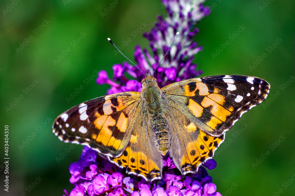 Distelfalter (Vanessa cardui) Distelfalter (Vanessa cardui)