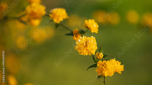 Spring flowering trees, yellow flowers, shallow depth of field, close-up