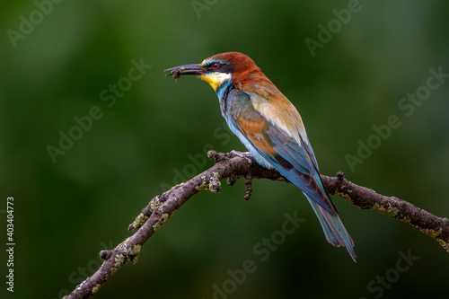 Bienenfresser (Merops apiaster)