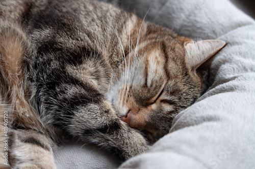 Portrait of cute tabby cat sleeping in pet bed