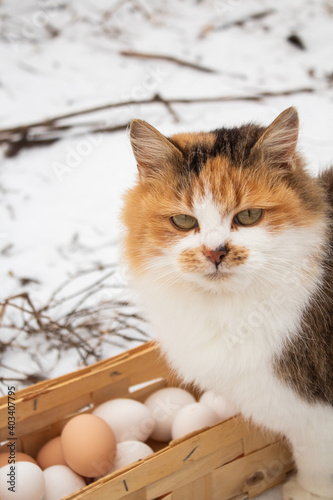 Beautiful red-haired cat looks into the camera in the snow