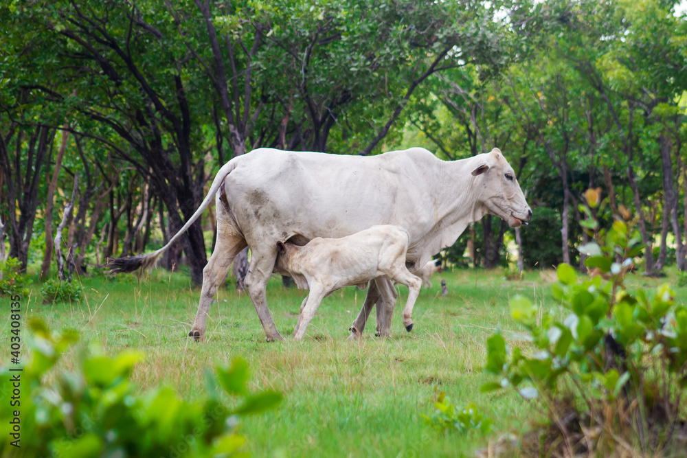 Fototapeta premium cow breast feeding 