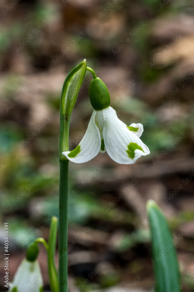 Snowdrop (Galanthus plicatus) 'Trym' a winter spring flowering plant with a white green springtime flower which opens in January and February stock photo image
