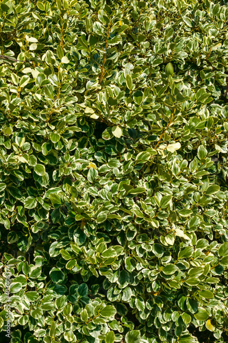 Griselinia littoralis 'Variegata' an evergreen shrub often used to make a hedge and commonly known as New Zealand Privet, stock photo image