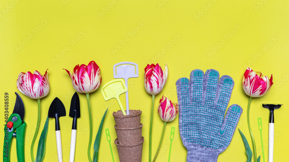 Fresh tulips flowers, seedling pots, garden tools, signs and gloves on light pastel background. Creative composition, springtime. Gardening, spring work concept. Flat lay, top view, copy space