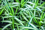 The background of the long striped green leaves