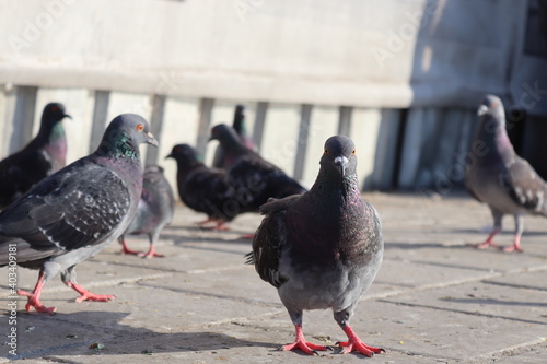 pigeons on the street