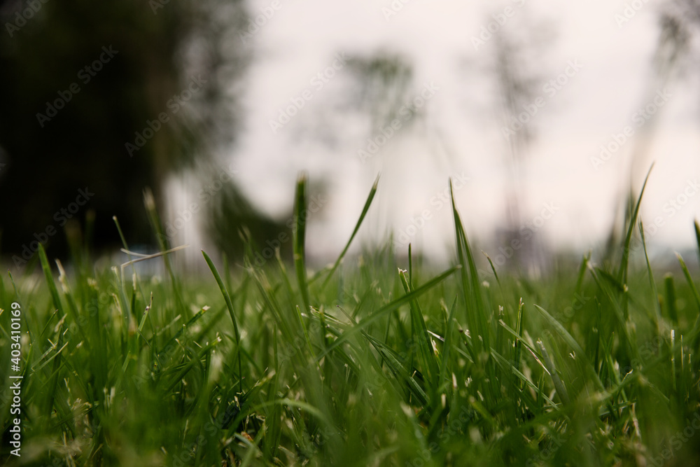 Fototapeta premium Summer landscape. Green lush grass texture.