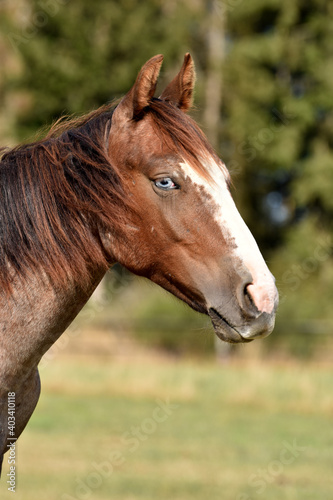 American Quarter Horse Hengstjährlinge © lichtreflexe