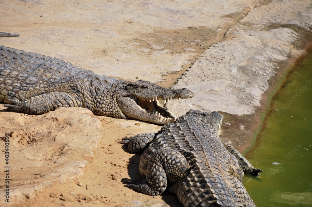 Fototapeta premium A crocodile, an alligator farm in Tunisia, Africa