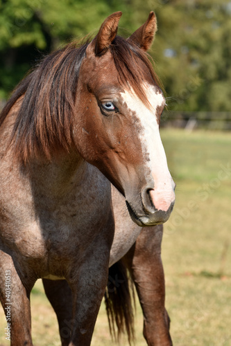 American Quarter Horse Hengstjährlinge © lichtreflexe