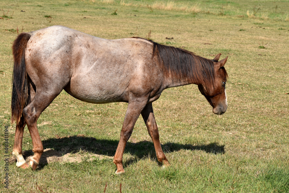 Obraz premium American Quarter Horse Hengstjährlinge