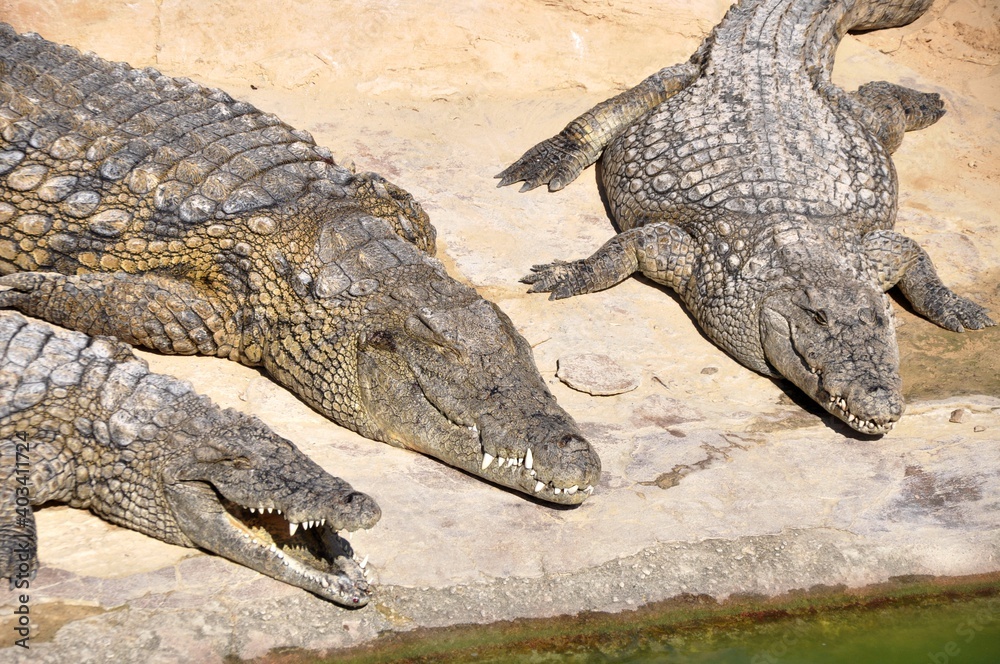 Fototapeta premium A crocodile, an alligator farm in Tunisia, Africa