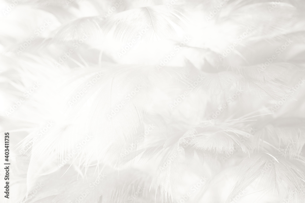 white feather wooly pattern texture background white feather wooly pattern texture background