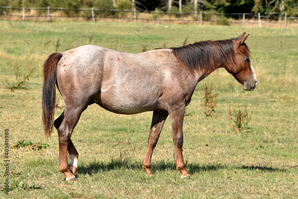 Fototapeta premium American Quarter Horse Hengstjährlinge