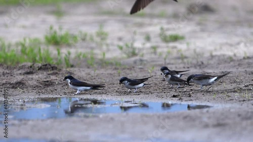 birds gather material for a nest at the edge of a puddle