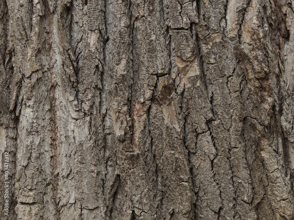 The bark of an old oak tree closeup The bark of an old oak tree closeup