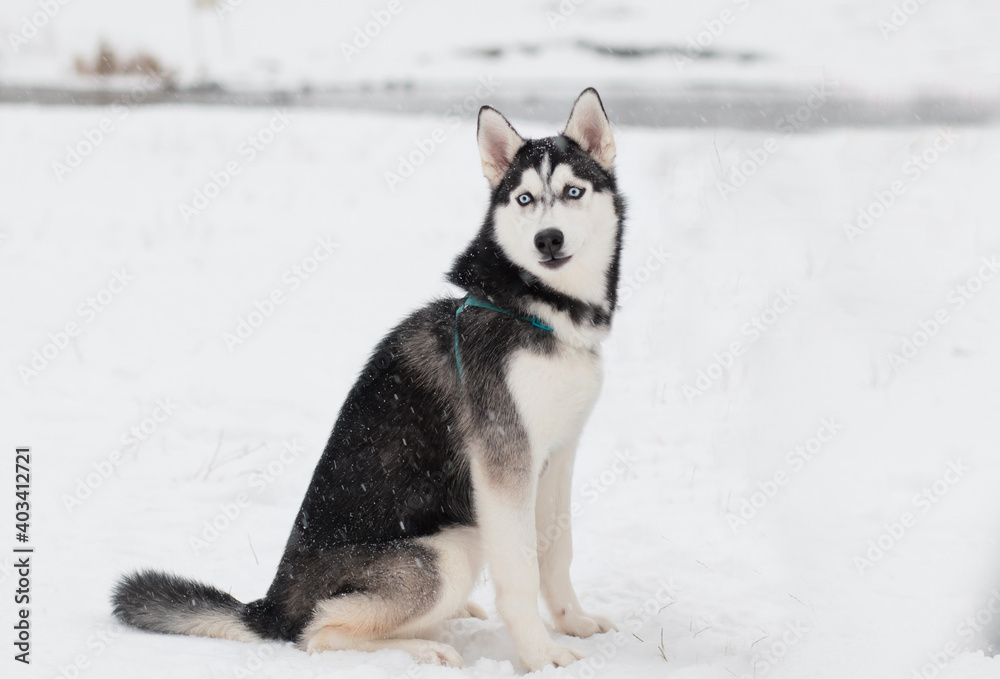 Young beautiful siberian husky sitting in winter.portrait. Dog and snowfall
