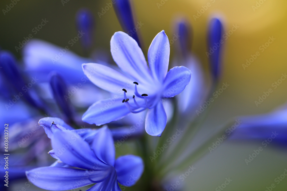 Blaue Agapanthus Blüten - Macro Blaue Agapanthus Blüten - Macro