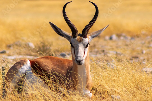 Fototapeta Naklejka Na Ścianę i Meble -  Wild african animals. The springbok (medium-sized antelope) in tall yellow grass against a blue sky. Etosha National park.